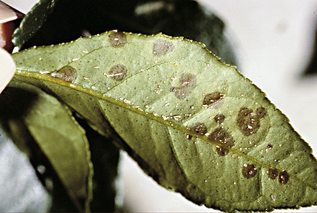 Bacterial leaf spot