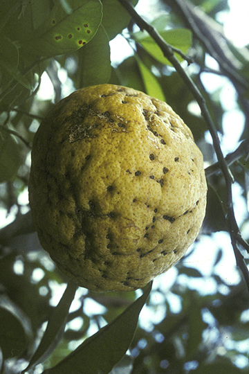 Citrus canker