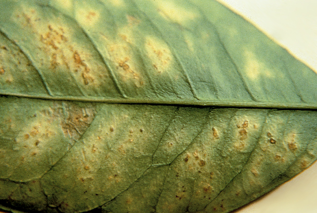Citrus variegated chlorosis