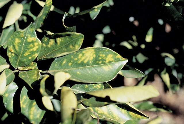 Citrus variegated chlorosis