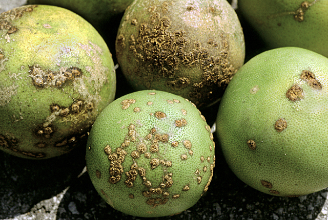 Citrus canker