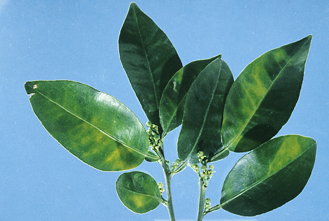 Australian citrus dieback