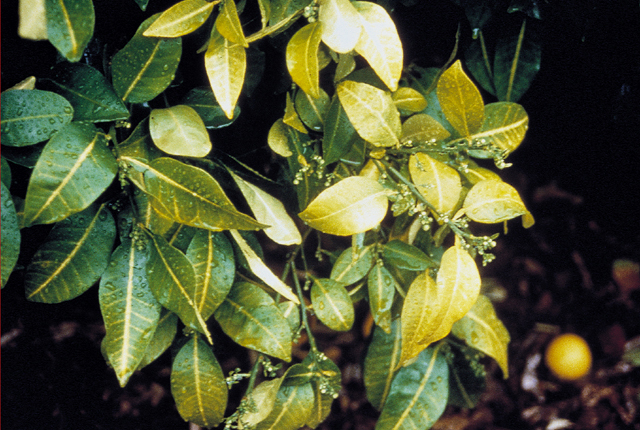 Australian citrus dieback