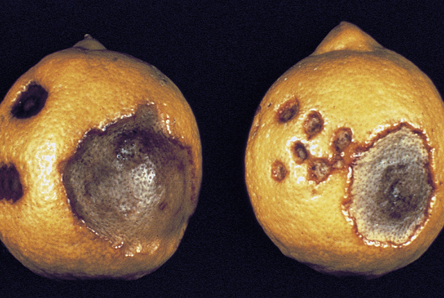 Bacterial blast and black pit