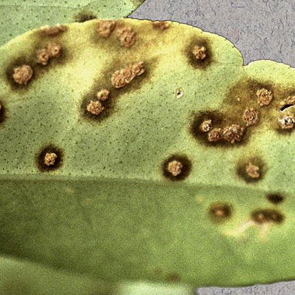 Citrus canker