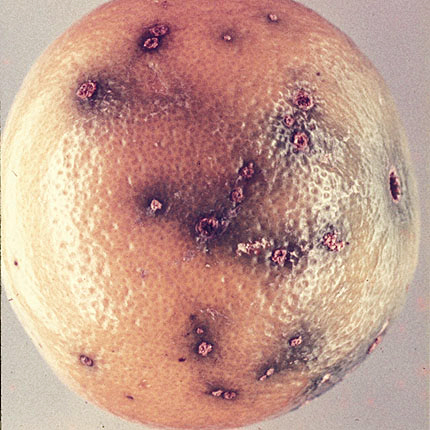 Citrus canker