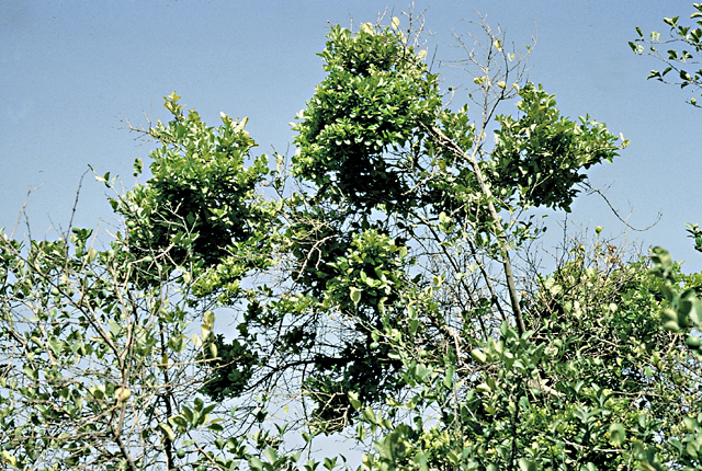 Witches'-broom