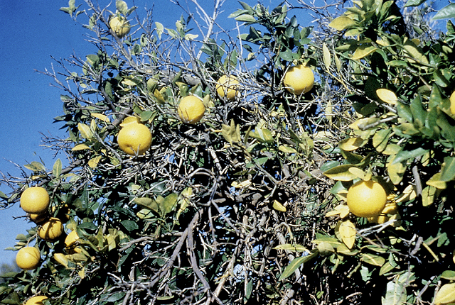 Australian citrus dieback