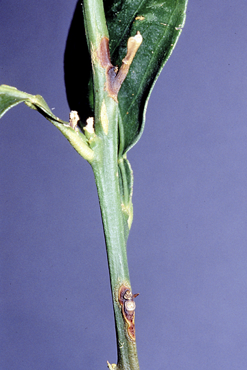 Bacterial blast and black pit