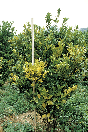 Citrus greening (Huanglongbing)