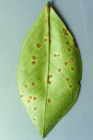Citrus canker