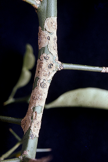 Citrus canker