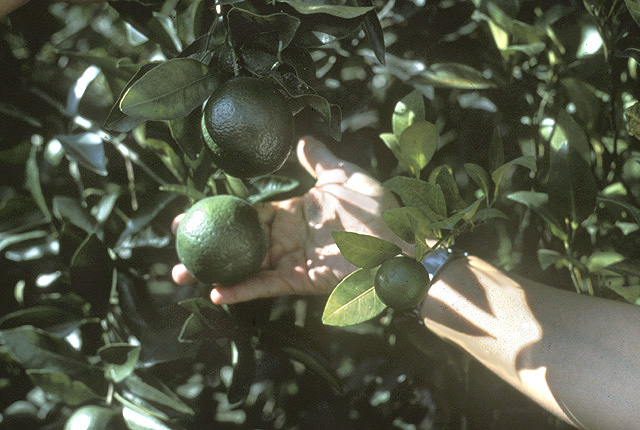 Citrus greening (Huanglongbing)