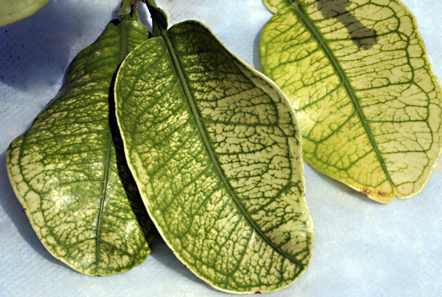 Citrus greening (Huanglongbing)