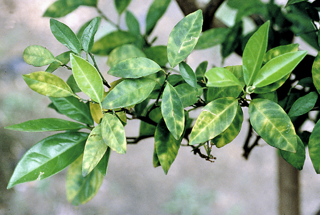 Citrus greening (Huanglongbing)