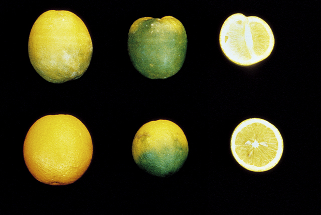 Citrus greening (Huanglongbing)
