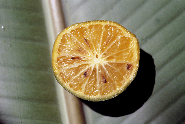 Citrus greening (Huanglongbing)
