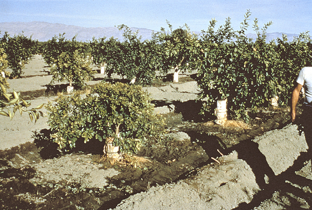Citrus stubborn disease