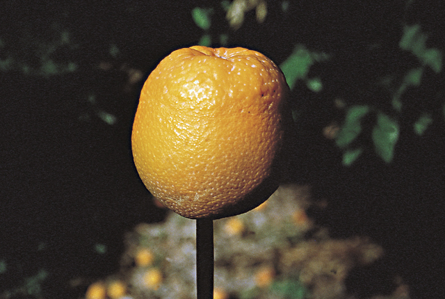 Citrus stubborn disease