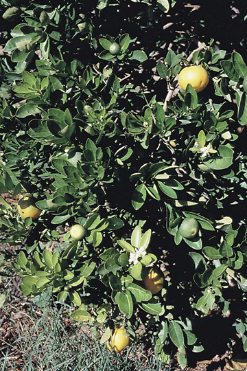 Citrus stubborn disease
