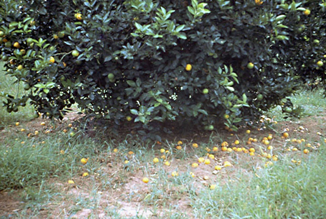 Citrus canker