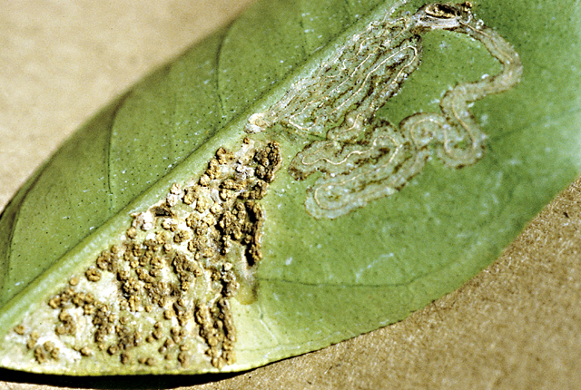 Citrus canker