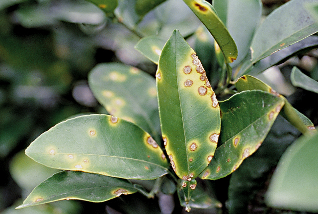 Citrus canker