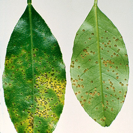 Citrus canker