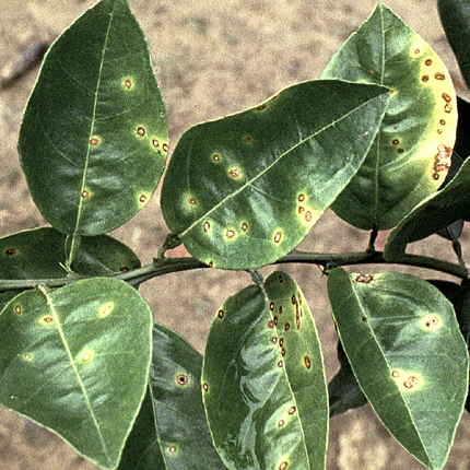 Citrus canker