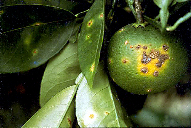 Citrus canker