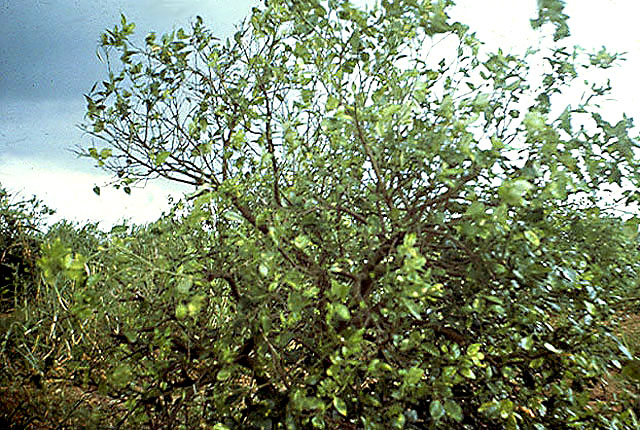 Citrus canker
