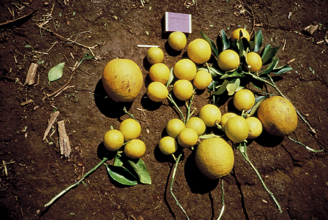 Citrus variegated chlorosis