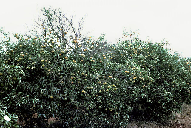 Citrus variegated chlorosis