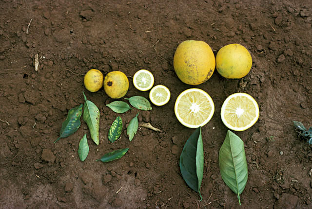 Citrus variegated chlorosis