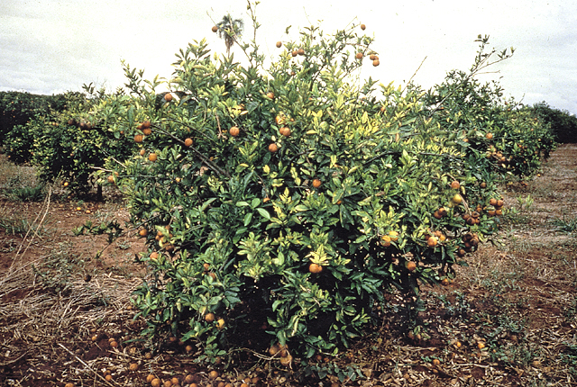 Citrus variegated chlorosis