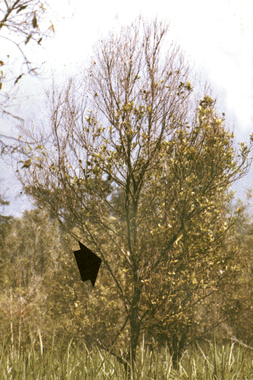 Sumatra disease