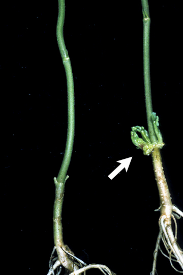 Bacterial fasciation (Leafy gall)