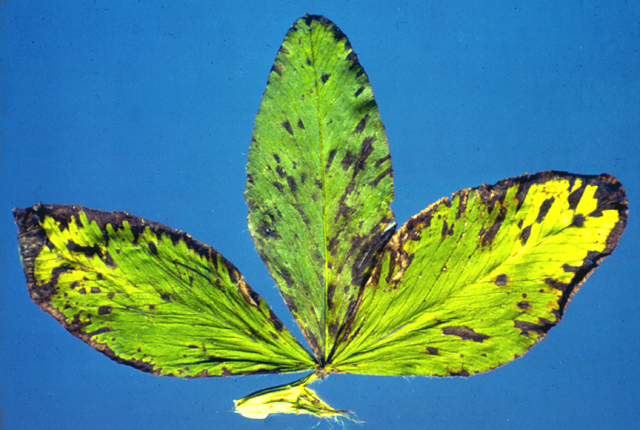 Bacterial blight (Leaf spot)
