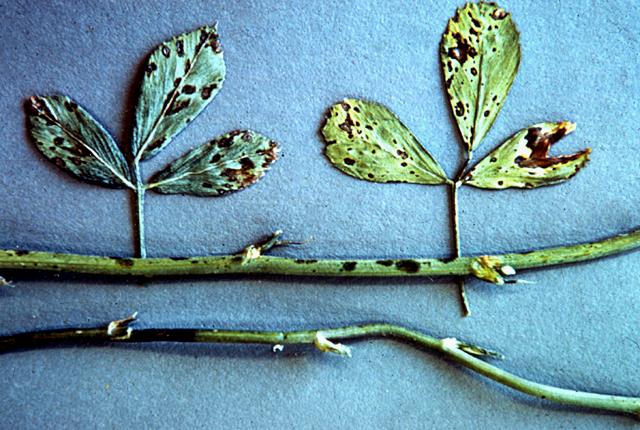 Bacterial leaf spot
