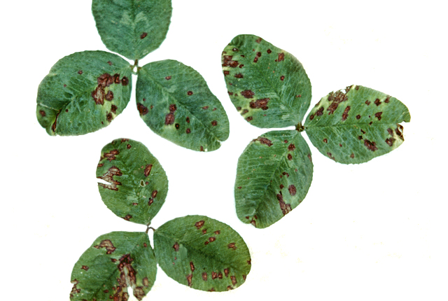 Bacterial black leaf spot