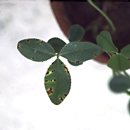 Bacterial black leaf spot