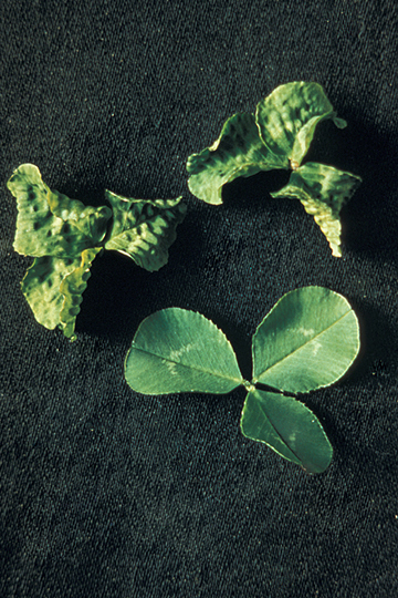 Rugose leaf curl