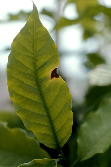 Halo blight