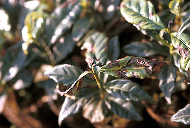 Halo blight