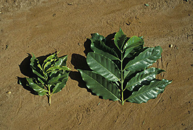 Coffee leaf scorch