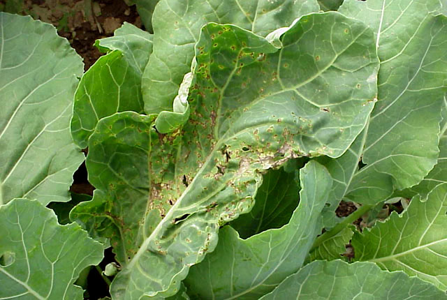 Bacterial leaf spot