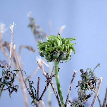 Bacterial fasciation (Leafy gall)