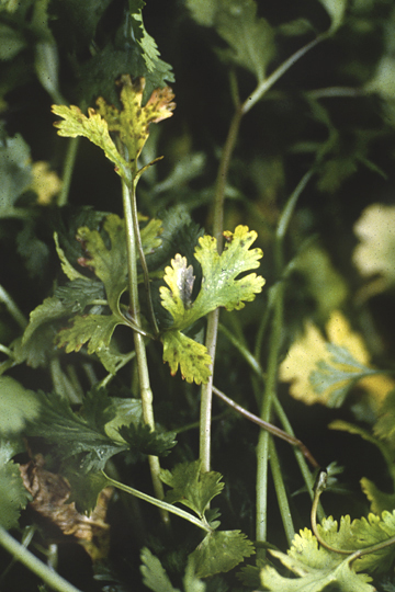 Bacterial leaf spot (Blight)