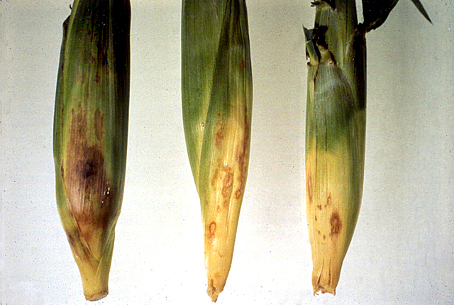Bacterial leaf blight and stalk rot