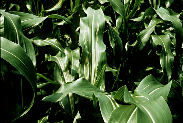 Bacterial leaf blight and stalk rot